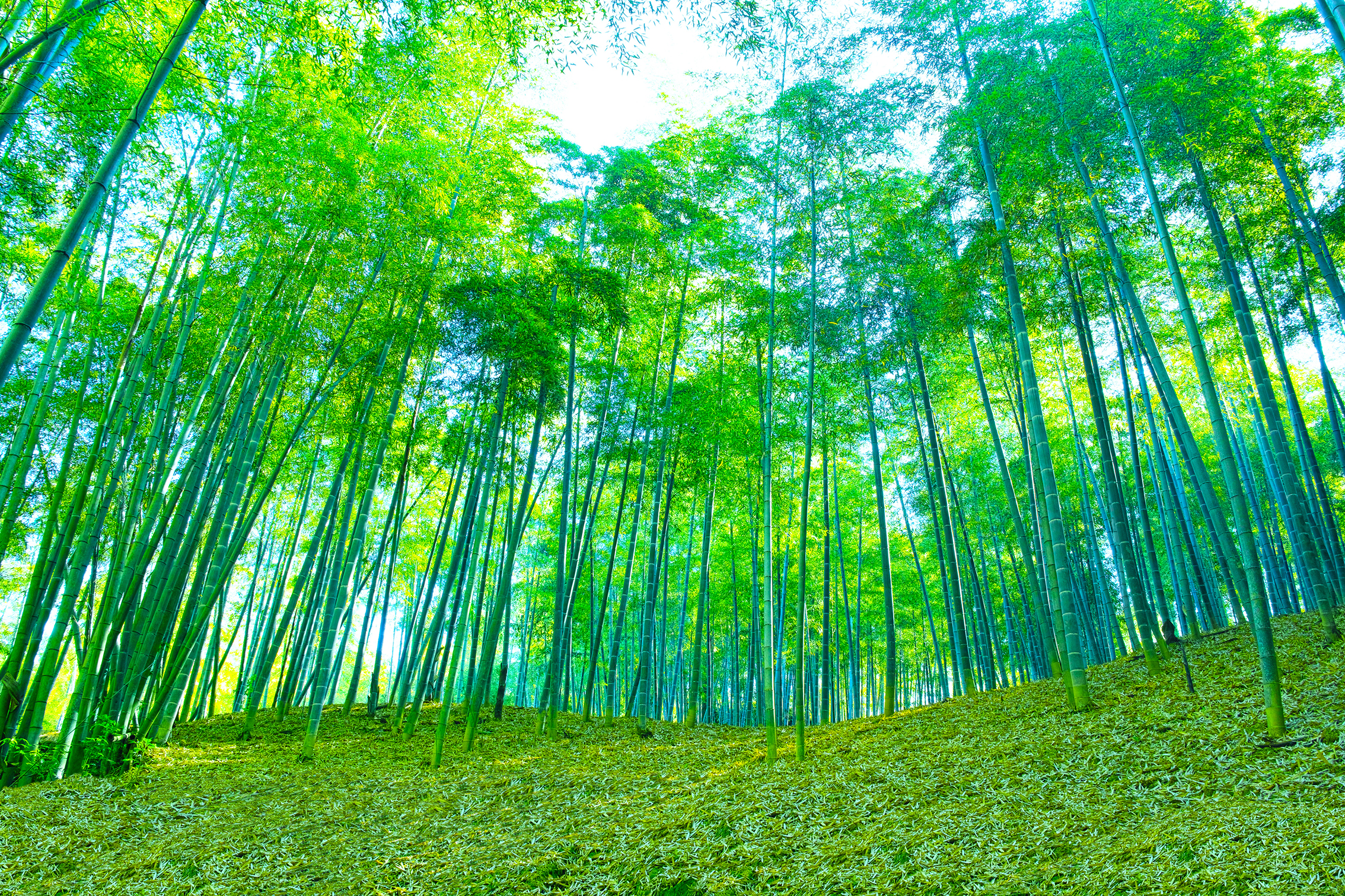 新緑の竹林の画像